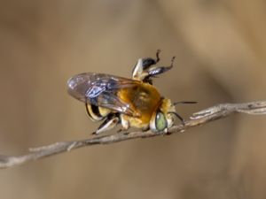 Amegilla quadrifasciata - White-banded Digger Bee