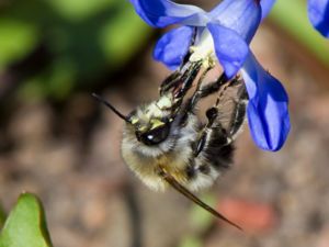 Anthophora plumipes - Hairy Footed Flower Bee - Vårpälsbi