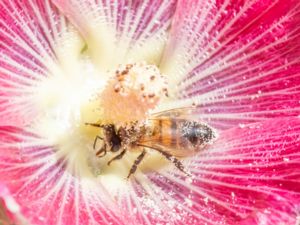 Apis mellifera - European Honey Bee - Honungsbi