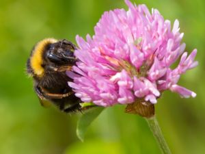 Bombus hortorum - Garden Bumblebee - Trädgårdshumla