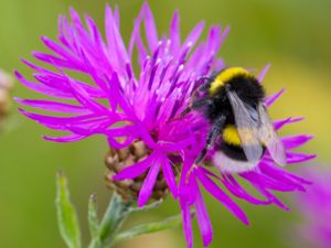Bombus lucorum - White-tailed Bumblebee - Ljus jordhumla