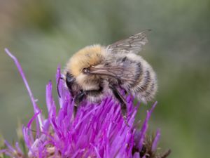 Bombus muscorum - Large Carder Bee - Mosshumla
