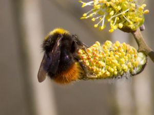 Bombus pratorum - Early Bumblebee - Ängshumla
