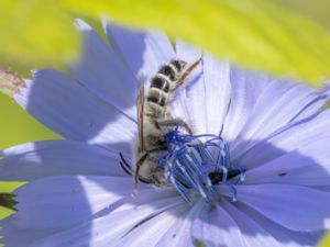 Dasypoda hirtipes - Pantaloon Bee - Praktbyxbi