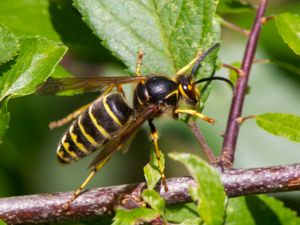 Dolichovespula media - Median Wasp - Buskgeting
