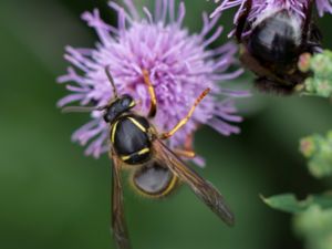 Dolichovespula saxonica - Saxon Wasp - Takgeting