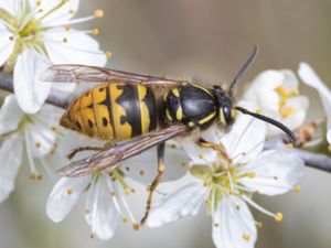 Vespula vulgaris - Common Wasp - Vanlig geting