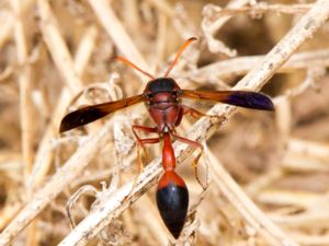 Eumenidae - Potter and Mason Wasps