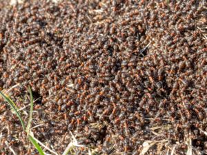 Formicidae - Ants - Myror