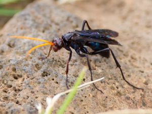 Pompilidae - Spider Wasps - Vägsteklar