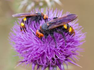 Scoliidae - Mammoth Wasp - Dolksteklar
