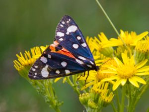 Callimorpha dominula - Scarlet Tiger Moth - Fläckig glansspinnare