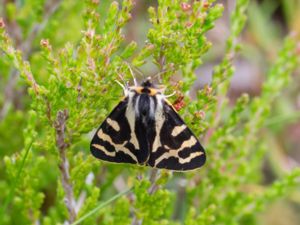 Parasemia plantaginis - Wood Tiger Moth - Mindre igelkottspinnare
