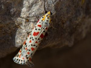 Utetheisa pulchella - Crimson-speckled Flunkey - Kattunspinnare