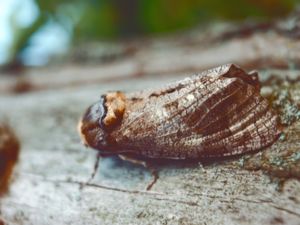 Cossus cossus - Goat Moth - Träfjäril