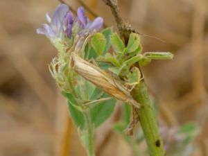 Agriphila tristella - Common Grass-veneer - Dystergräsmott