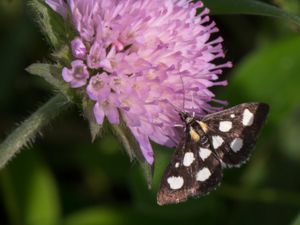 Anania funebris - White-spotted Sable Moth - Vitfläckigt ängsmott