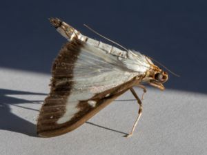 Cydalima perspectalis - Box Tree Moth - Buxbomsmott