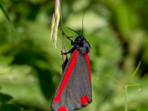 Tyria jacobaeae - Cinnabar Moth - Karminspinnare