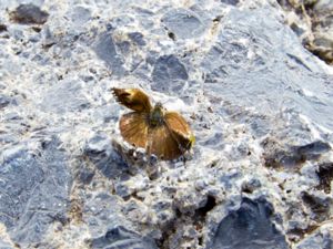 Cacyreus marshalli - Geranium Bronze - Sydafrikansk guldvinge