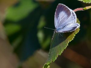 Celastrina argiolus - Holly Blue - Tosteblåvinge