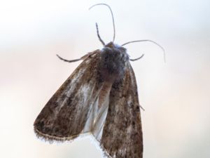 Agrotis segetum - Turnip Moth - Sädesbroddsfly