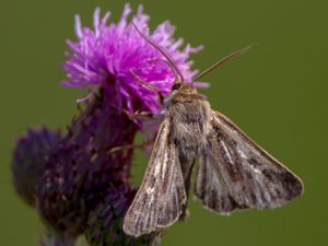 Cerapteryx graminis - Antler Moth - Allmänt gräsfly