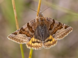 Euclidia glyphica - Burnet Companion Moth - Gulbrokigt slåtterfly