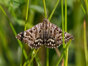 Euclidia mi - Mother Shipton Moth - Vitbrokigt slåtterfly