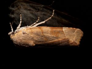 Noctua fimbriata - Broad-bordered Yellow Underwing - Bredbandat bandfly