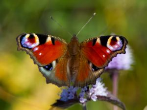 Aglais io - Peacock Butterfly - Påfågelöga