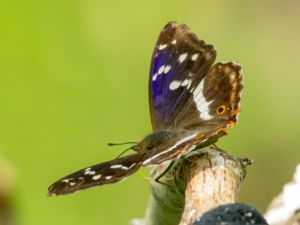 Apatura iris - Purple Emperor - Sälgskimmerfjäril