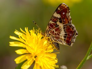 Araschnia levana - Map Butterfly - Kartfjäril