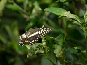 Papilio demodocus - Citrus Swallowtail - Citrusmakaon