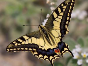Papilio machaon - Swallowtail - Makaonfjäril