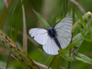 Pieris angelika - Arctic White