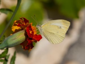 Pieris rapae - Small White - Rovfjäril