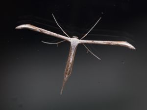Emmelina monodactyla - Common Plume Moth - Åkervindefjädermott