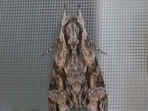 Agrius convolvuli - Convolvulus Hawk-moth - Åkervindesvärmare