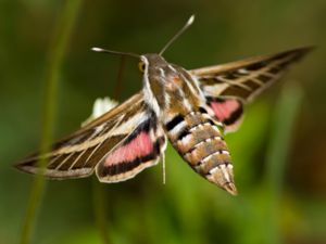 Hyles livornica - Striped Hawk-moth - Vitribbad skymningssvärmare