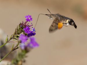 Macroglossum stellatarum - Hummingbird Hawk-moth - Större dagsvärmare