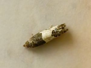 Spilonota ocellana - Bud Moth - Lövträdsknoppvecklare