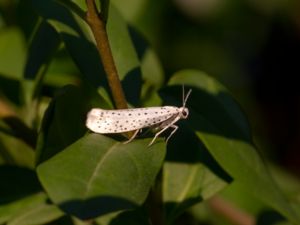 Yponomeuta evonymellus - Small Ermine Moth - Häggspinnmal