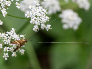 Adelidae - Longhorn Fairy Moths - Antennmalar