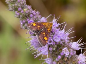 Crambidae - Grass Moths