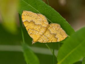 Geometridae - Geometer Moths - Mätare