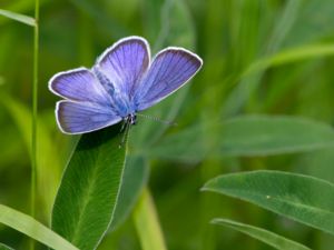 Lycaenidae - Gossamer-wing Butterflies - Juvelvingar