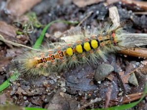 Lymantriidae - Tussock Moths - Tofsspinnare