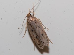 Oecophoridae - Concealer Moths - Praktmalar