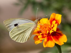Pieridae - Whites and Sulphurs - Vitfjärilar